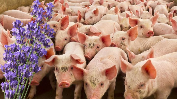 豚もラベンダーの香りでリラックスると判明！