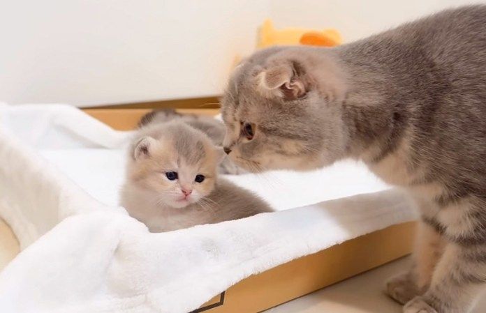 子猫を心配する母猫