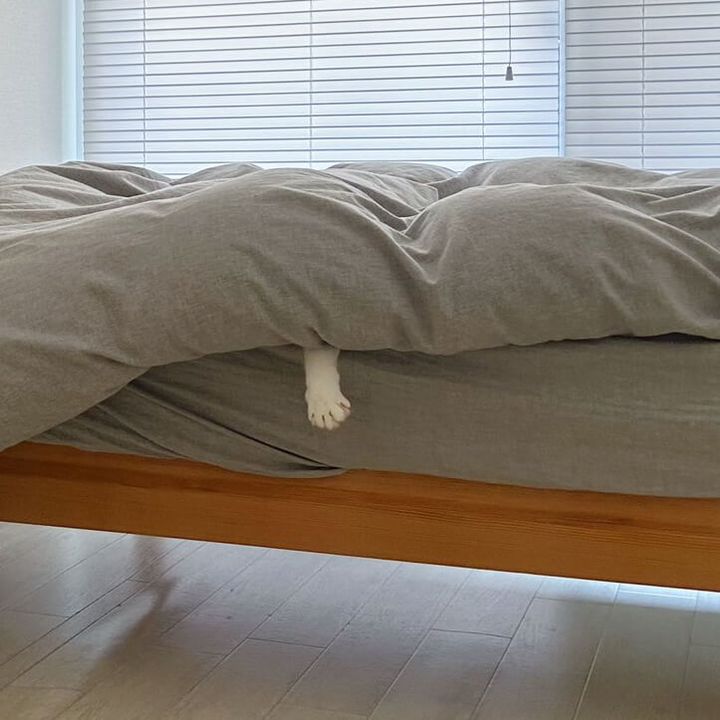 布団から垂れる猫のお手々
