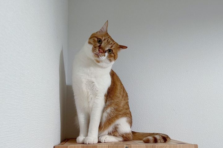 布団から片手を出していた茶白猫くん