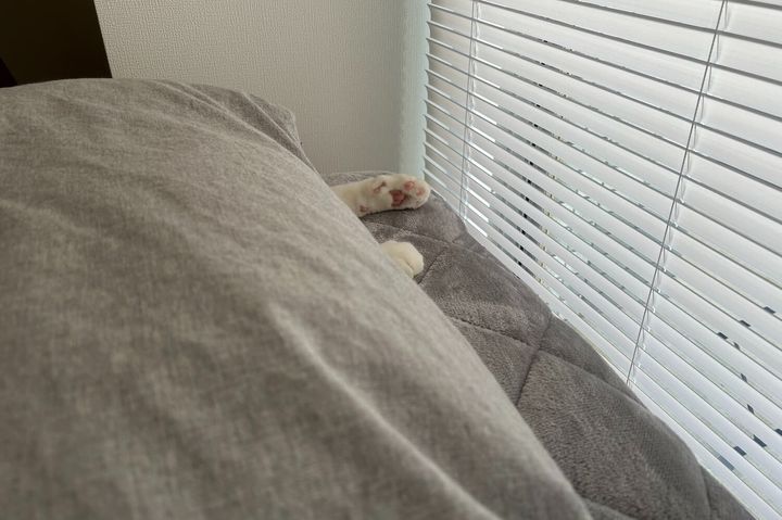 ベッドの上からはみ出す猫のお手々