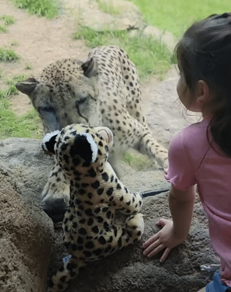 チーターにチーターのぬいぐるみを見せてみたら、顔を近づけて興味津々！