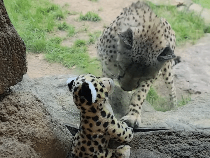 チーターにチーターのぬいぐるみを見せてみたら、顔を近づけて興味津々！