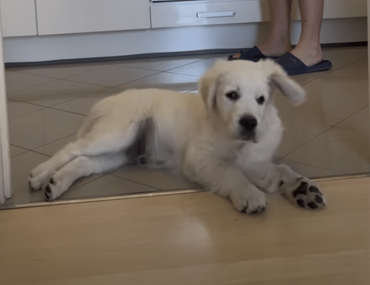 〇〇の音を聞くと飛び起きる♪ 反応が可愛い子犬さん。