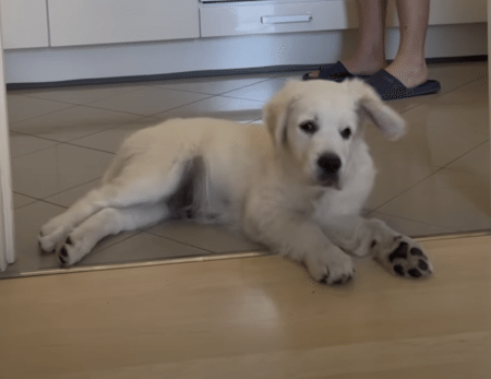 〇〇の音を聞くと飛び起きる♪ 反応が可愛い子犬さん。