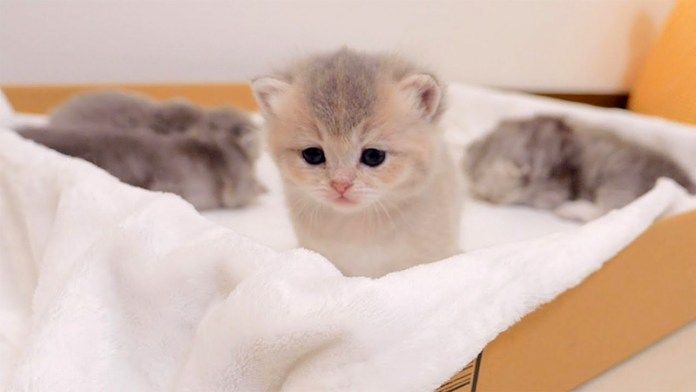 箱から出る子猫