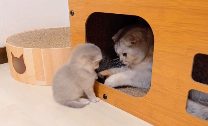 兄猫のところに行った子猫