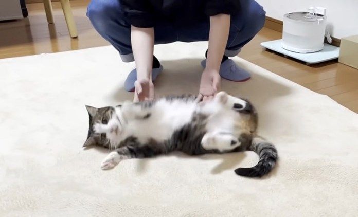 転がされる猫