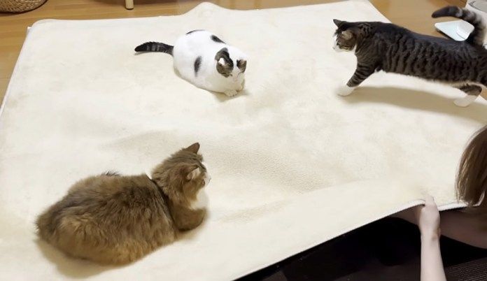 カーペットに乗る猫達
