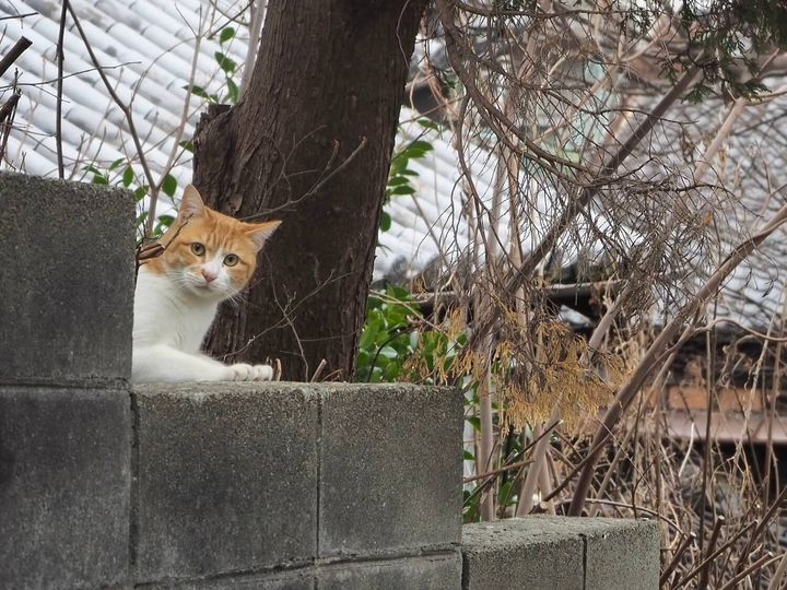かめさんが撮影した路地裏の茶白猫ちゃん
