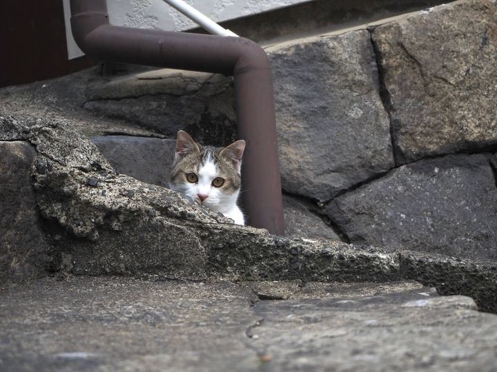 かめさんが撮影した路地裏のキジ白猫ちゃん