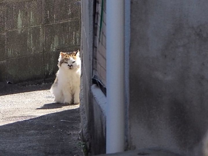 カメラの方をじっと見つめる路地裏ニャンコ