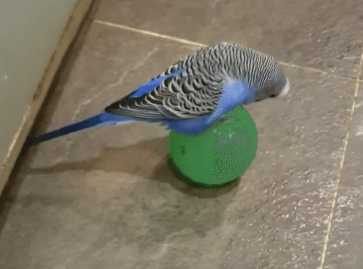 拍手を送りたい！ 芸達者なセキセイインコさん。