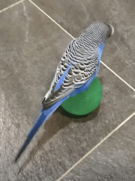 拍手を送りたい！ 芸達者なセキセイインコさん。