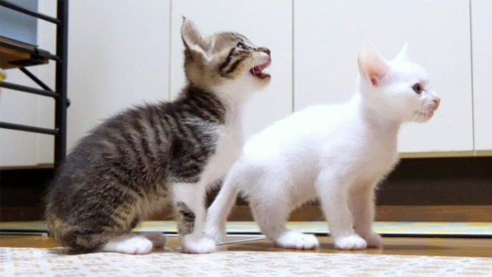 ご飯を催促する子猫達