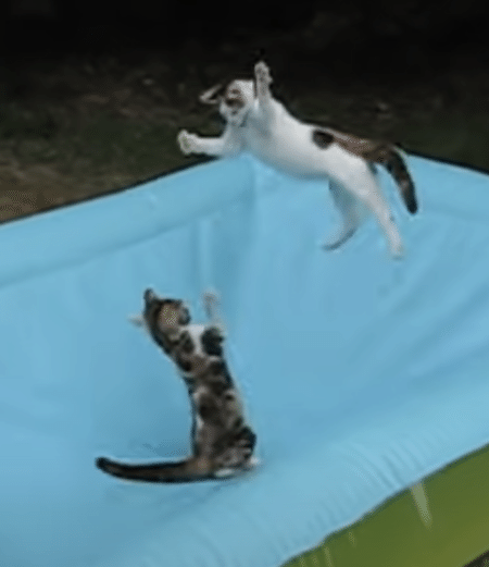 水のないプールにこんな使い道が！ 飛んで跳ねて遊ぶネコたち。