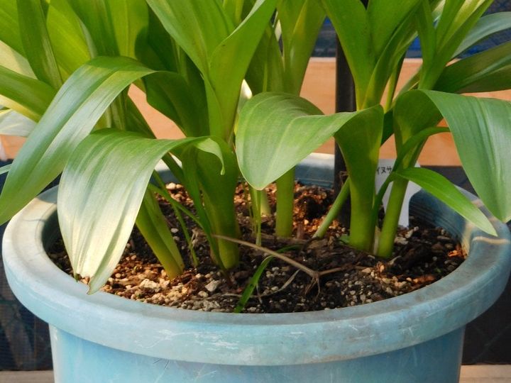 有毒植物のイヌサフラン（コルチカム）（農林水産省のホームページより）