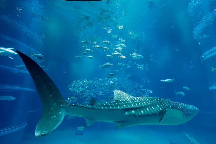 大阪〈海遊館〉館内