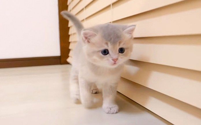 部屋の中を探索する子猫