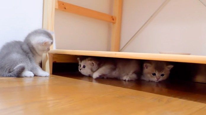 棚の下でいじける子猫
