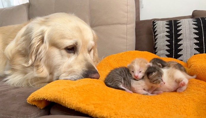 子猫が気になる犬