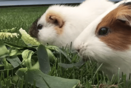 一緒におやつを食べる犬とモルモット！ 食べる量は違うけど、みんなで食べるとさらに美味しい♪