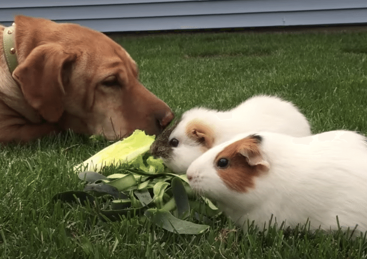 一緒におやつを食べる犬とモルモット！ 食べる量は違うけど、みんなで食べるとさらに美味しい♪