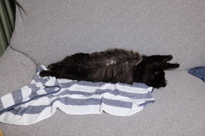 真っ直ぐになる直前のサンゴロウくん