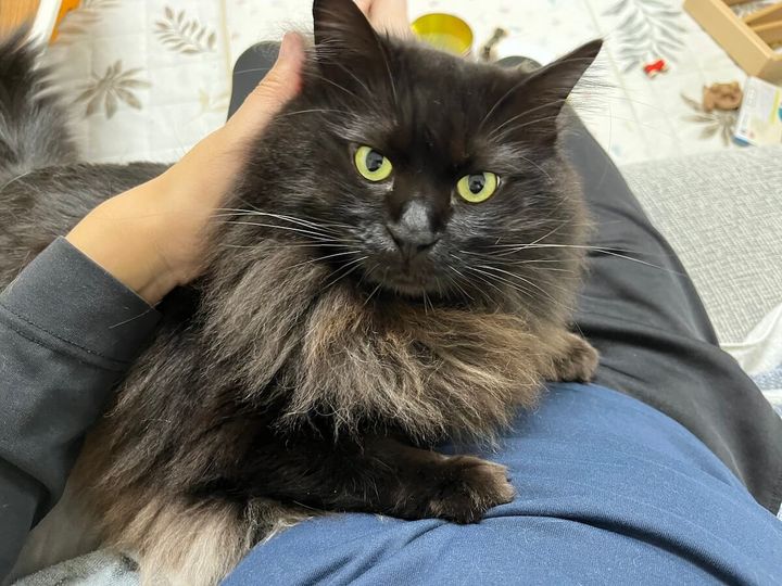 黒猫サンゴロウ君のご尊顔