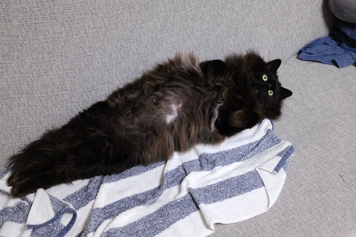 棒のように一直線に伸びている黒猫のサンゴロウくん