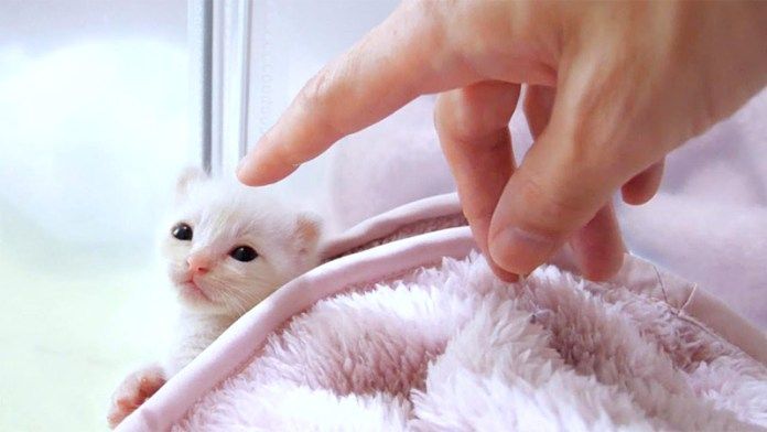 喉を鳴らす子猫