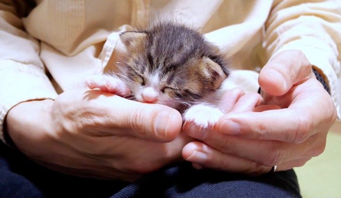 指をチュパチュパする子猫