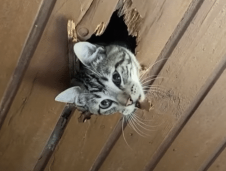 天井を食い破って登場…！ 可愛い顔してとんでもない猫さん。