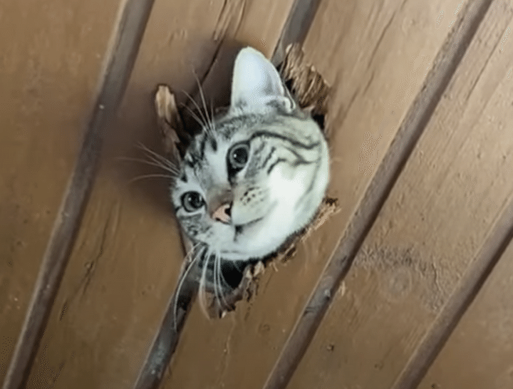 天井を食い破って登場…！ 可愛い顔してとんでもない猫さん。