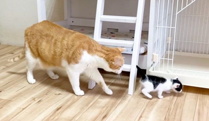 子猫のお尻を追っかける先住猫