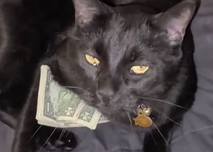 お給料日ですか？お金を抱きしめてはしゃぐ猫。