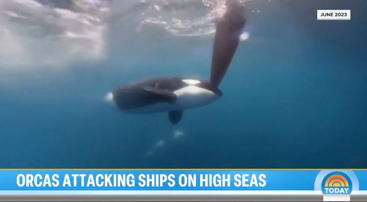 2023年6月にシャチがボートを襲撃したときの様子