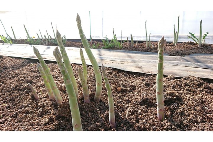 ▲太陽の光をたっぷり浴びて育つグリーンアスパラは、カロテン豊富な緑黄色野菜。