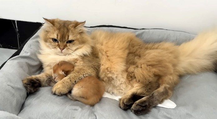 子猫を抱きしめる猫