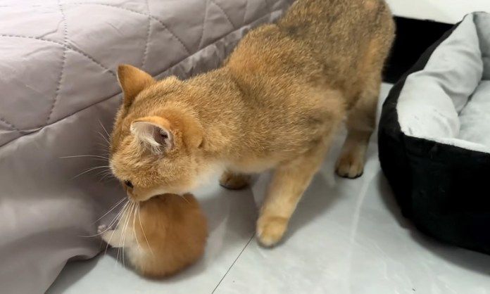 子猫を運ぶ猫