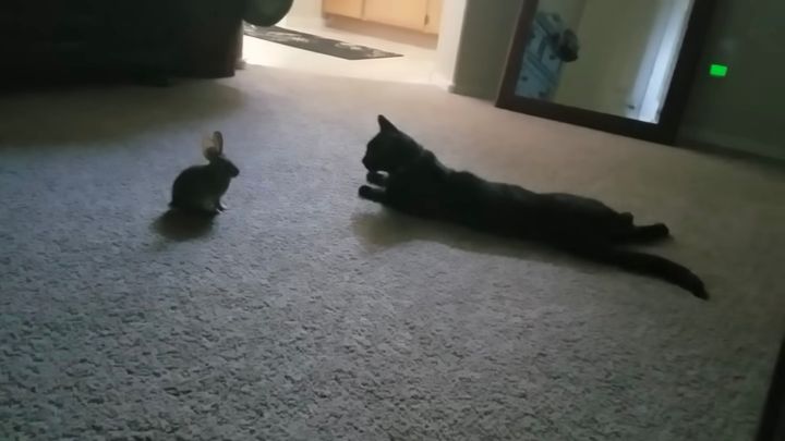 自宅まで野ウサギを連れて帰ってきた猫、仲良くお部屋で一緒に遊ぶ