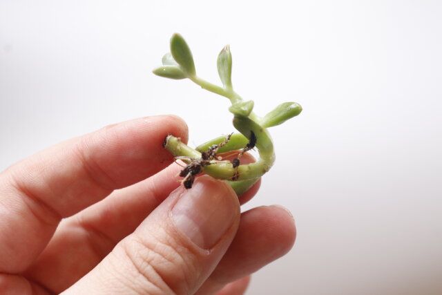 ダイソーのハイドロボール（中粒、0.8L）で植え付けチャレンジ