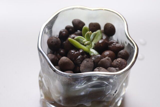 ダイソーの観葉植物におすすめなハイドロボール（中粒、0.8L）