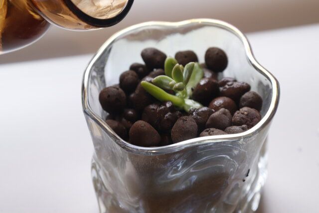 ダイソーの植え付けができるハイドロボール（中粒、0.8L）