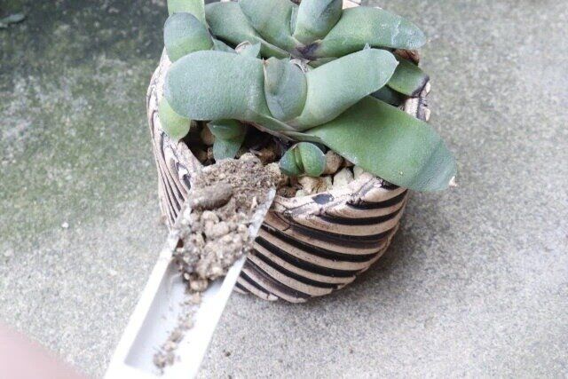 100均セリアの園芸グッズ