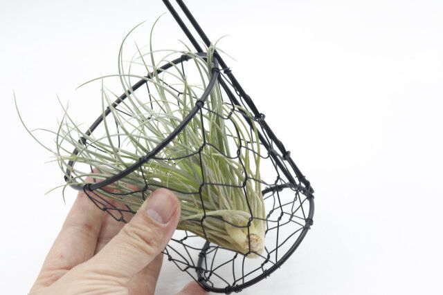 100均セリアの園芸グッズバスケット