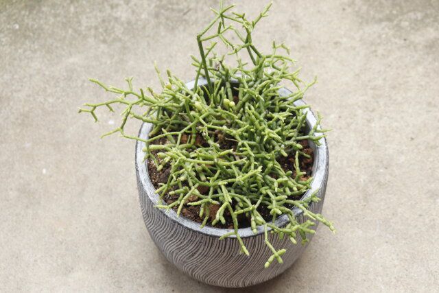 ダイソーのネット入り鉢底石のレビュー