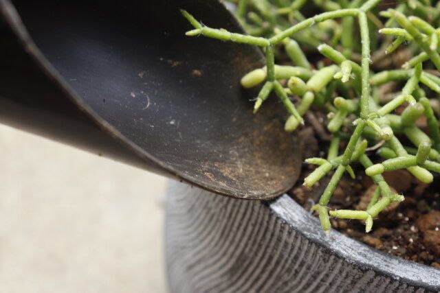 ダイソーのネット入り鉢底石の使い方