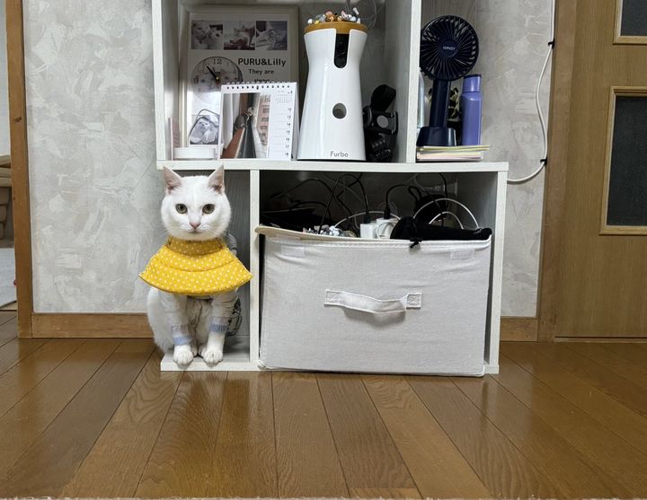 置物と化した白猫のリリーちゃん