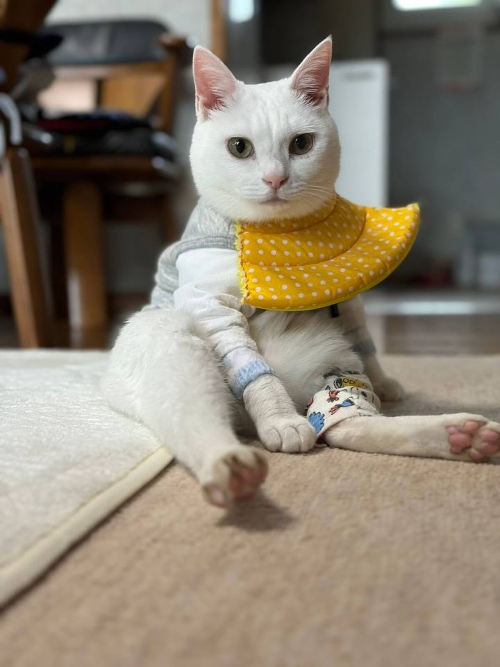 お腹舐め防止のため術後服を着用している白猫のリリーちゃん